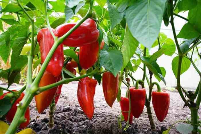 Peppers containers