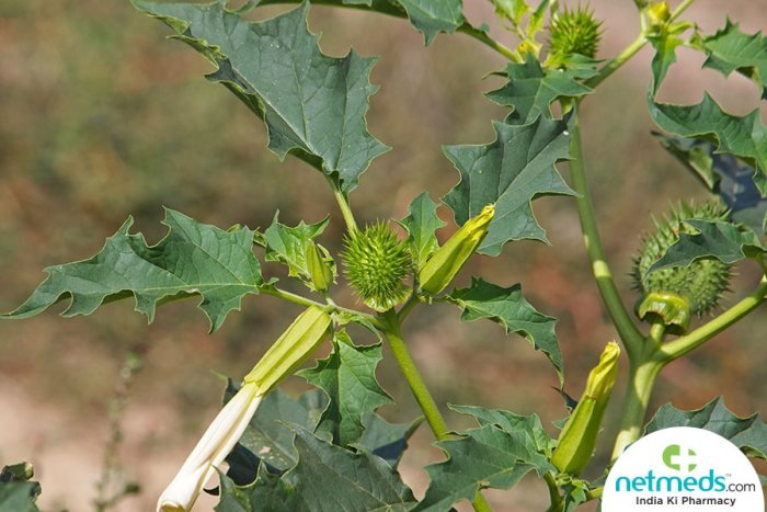 Datura uses dosage effects