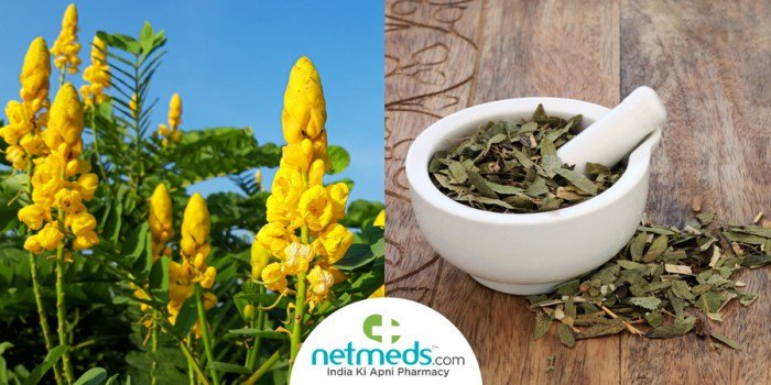 Herbal senna drink benefits auriculata plants healthy top