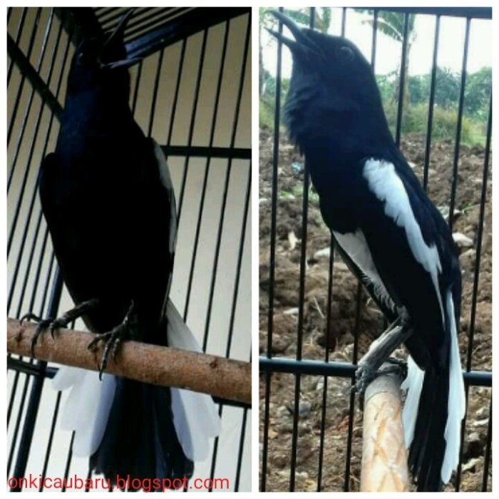 Kacer burung harga tahun