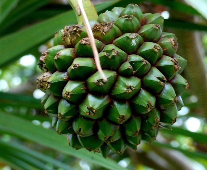 Buah pandanus