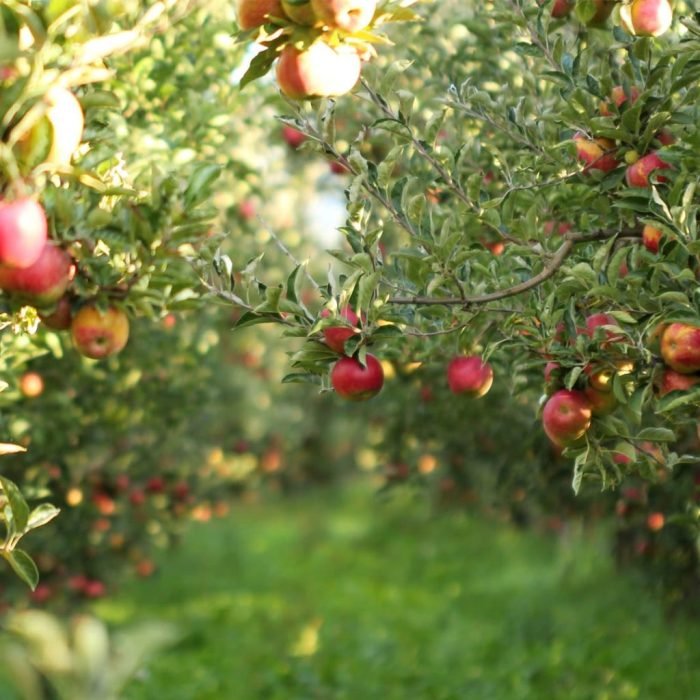 Berries grow cold climates