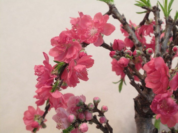 Bonsai tree peach manicured well pink trees backyardboss