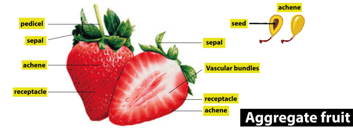 Fruit development locked ch38 types fruits aggregate simple carpel flower carpels angiosperm origin single nicerweb bio1152 developmental several banana develops