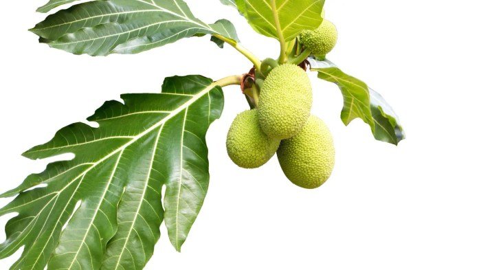 Jackfruit breadfruit gardening