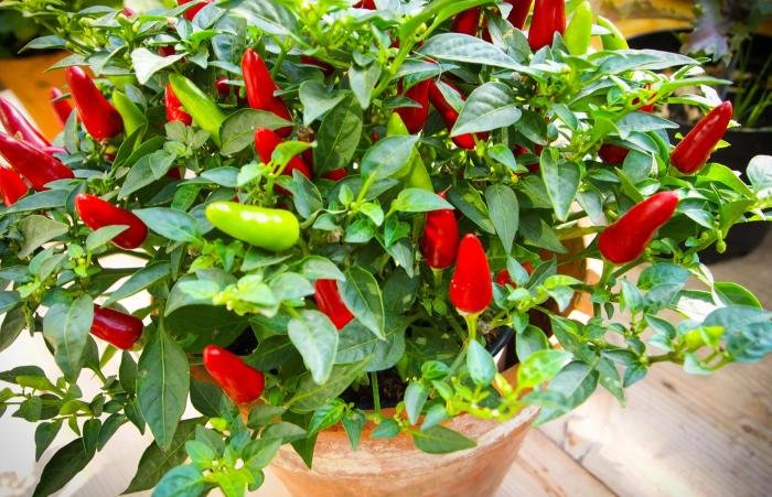 Chillies growing melbourne seed chillis they extract saving