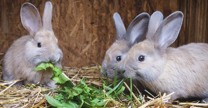 Parto rabbits husbandry bunnies breeding kindling weaning birth reproduction cunicultura தல