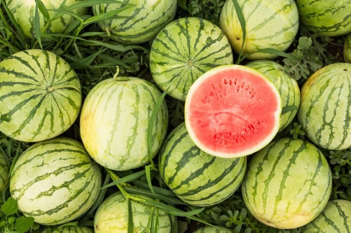 Watermelons harvesting ripe