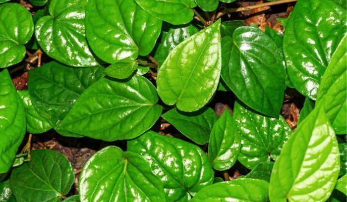 Betel lybrate piper activity medicinal