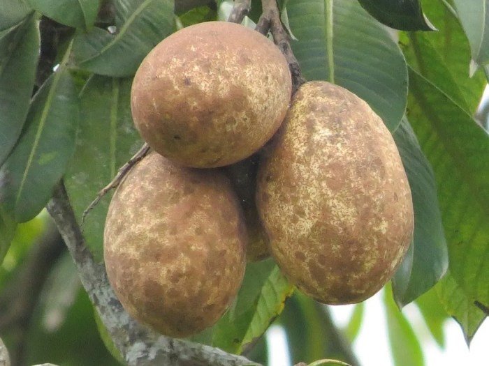 Manfaat buah binjai