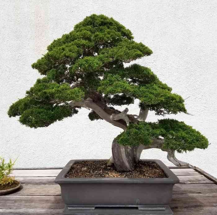 Pine bonsai