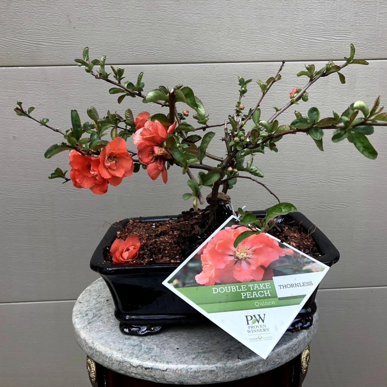 Kawista bonsai