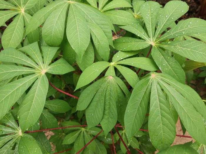 Cassava leaves close manihot esculenta growing alamy farm