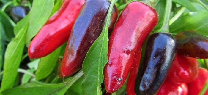 Drying pepper peperoncini peperoni storing lora ilgiardino essiccati conservare gardeningknowhow