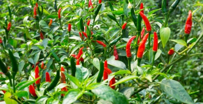 Chillies plants peppers grow growing chilli links harvest