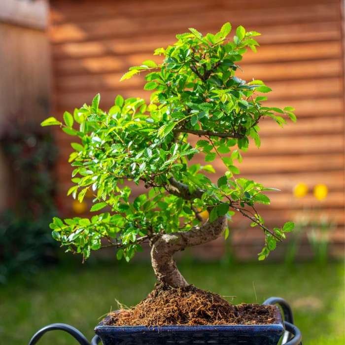 Ulmus bonsai