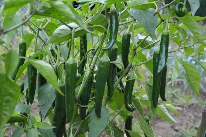 Chili fertilizer chilli green