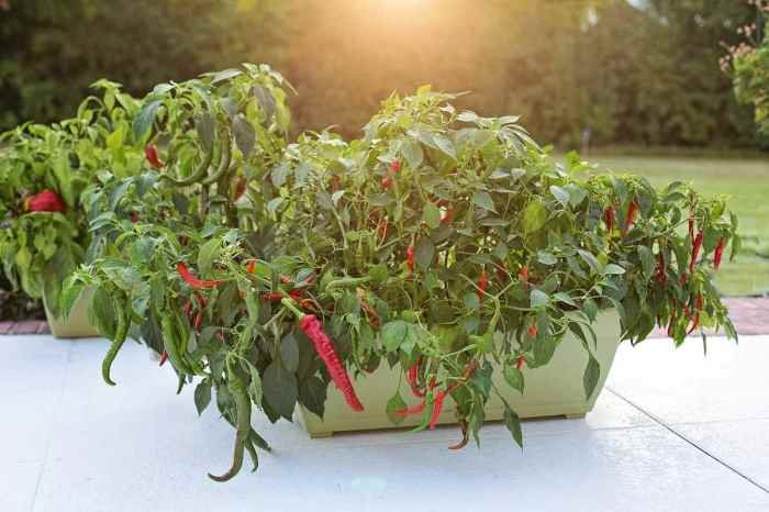 Peppers pots seed cuttings