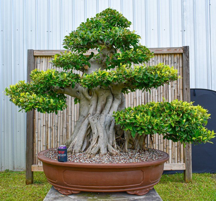 Beringin korea bonsai