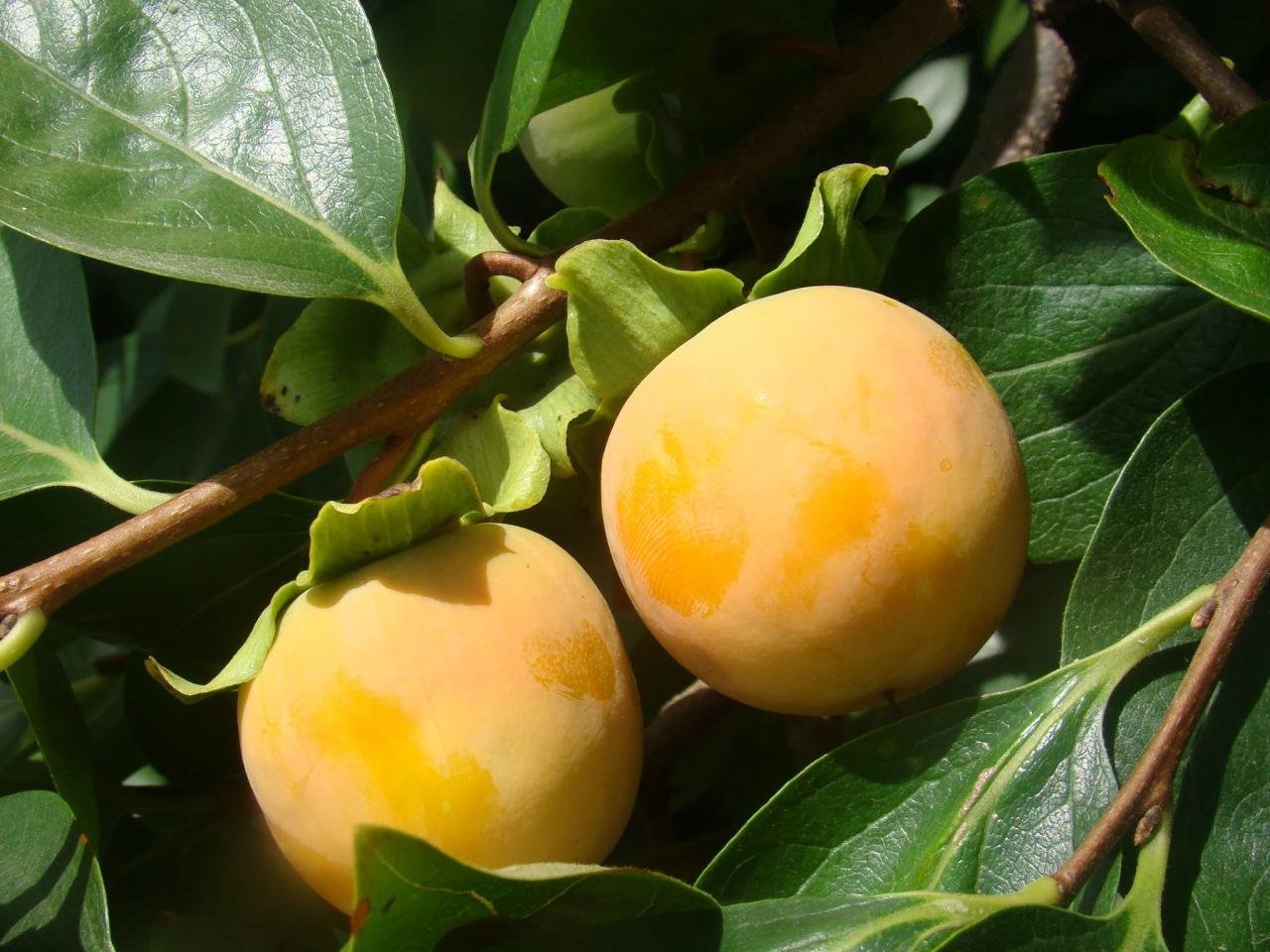 Persimmon japanese fruit persimmons fruits look little pumpkins exotic tree sweet orange wiki medallion state extension deserve winners landscapes places