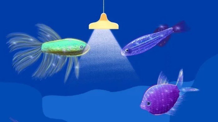 Cara beternak ikan glofish