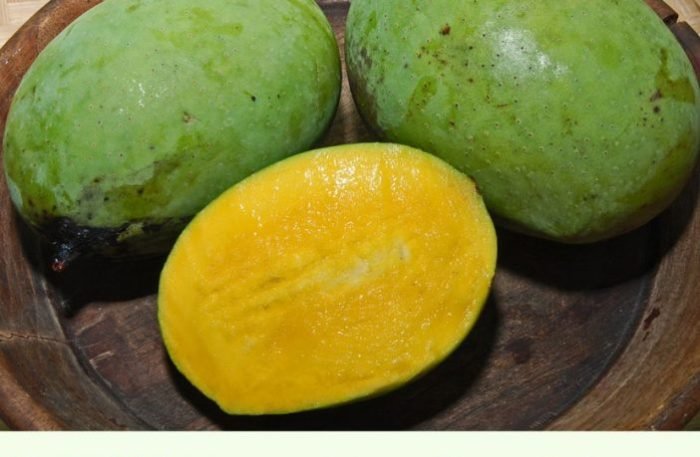 Mango bali wani tree mangifera caesia rare plant live fruits giant pot