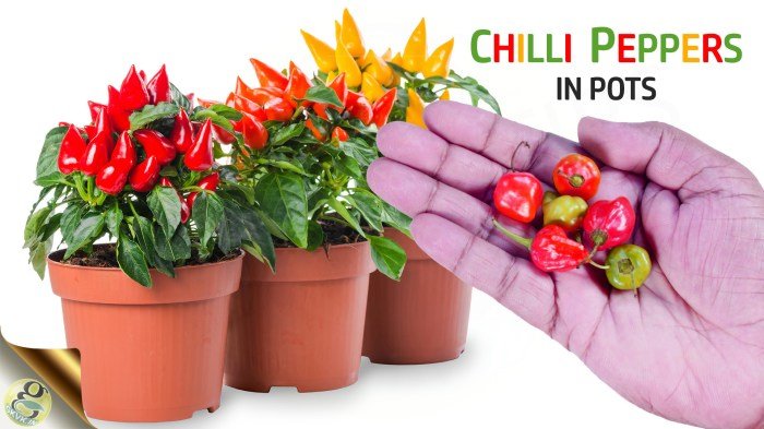 Pots grow peppers growing pepper hot chili containers plants garden planting banana pot vegetables balconygardenweb indoors pleasing tomatoes position requirements