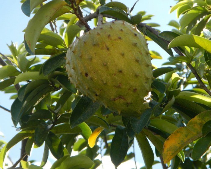 Soursop benefits leaves fruit fruits skin health hair surprising top guanabana fresh fabwoman latestfashiontips indiamart