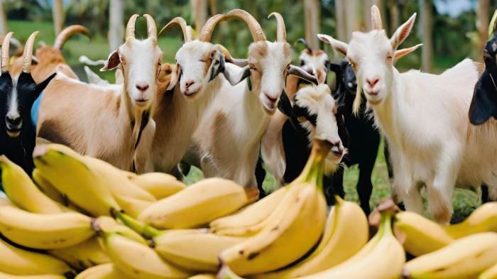 Manfaat buah pisang untuk kambing