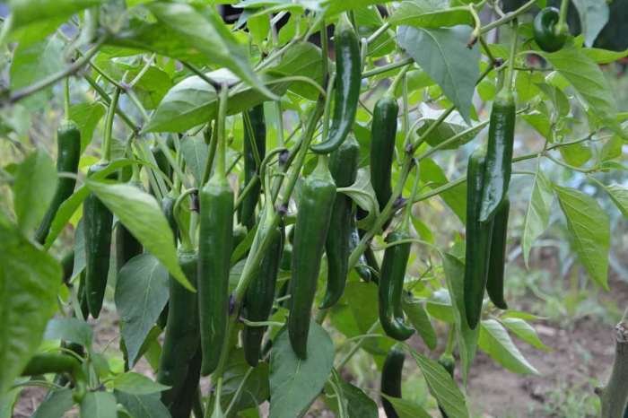 Cara menanam cabe di musim kemarau