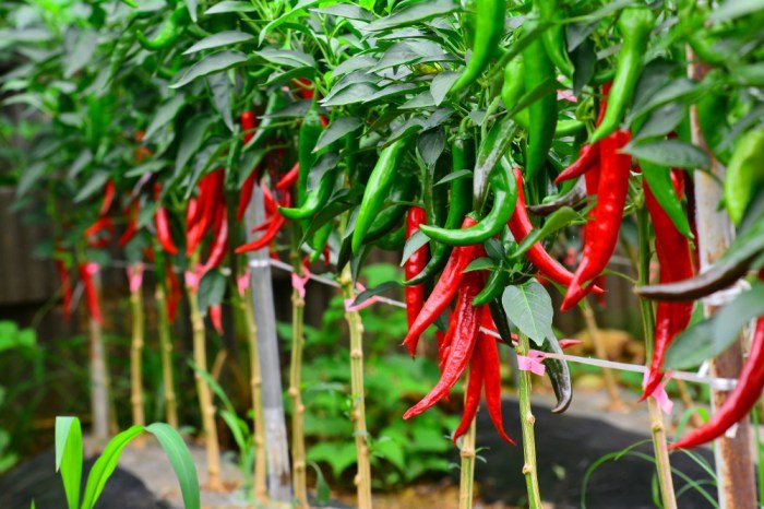 Chillies growing tips