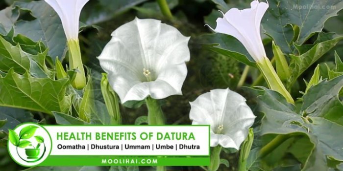 Datura stramonium benefits file leaves do jimsonweed belladonna when antietam garden july