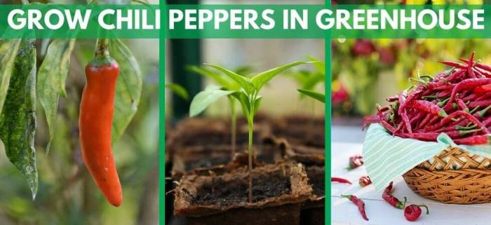 Chili peppers growing indoors grow pepper shares