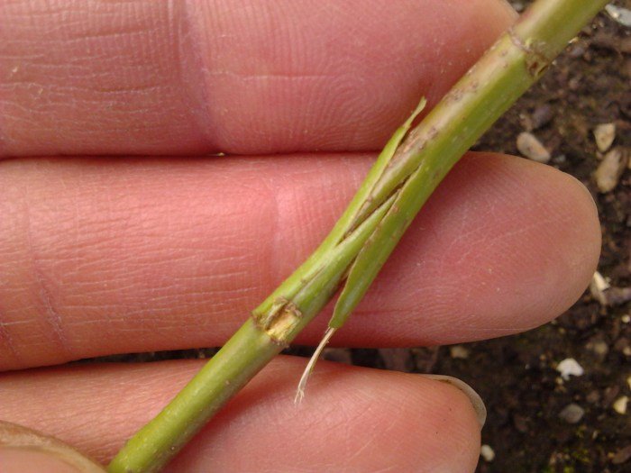 Mango graft tree tips trees eco garden