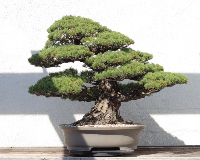 Pine pinus japanese parviflora bonsai a1011 size mcssl