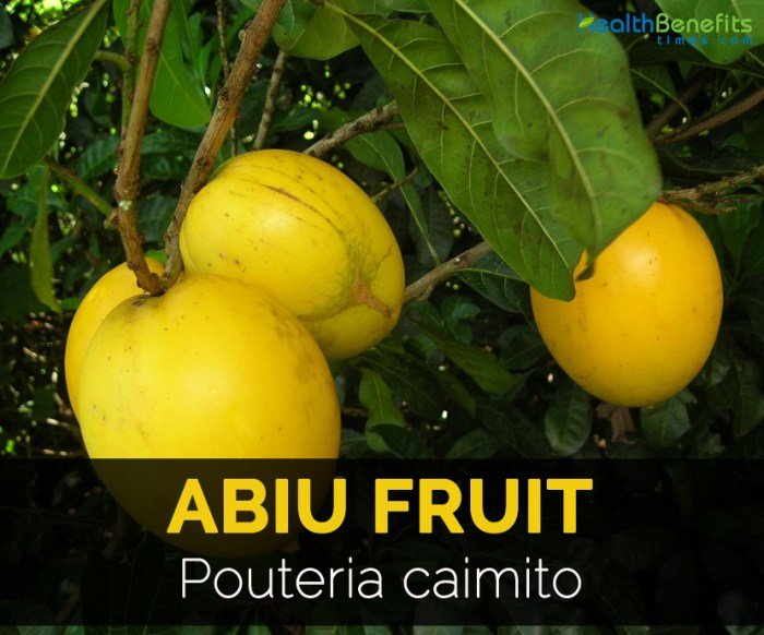 Abiu caimito pouteria fruit golden emperor potted plant live small