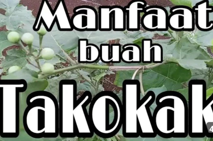 Manfaat buah takokak untuk mata