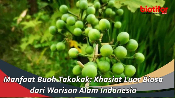 Manfaat buah takokak untuk mata