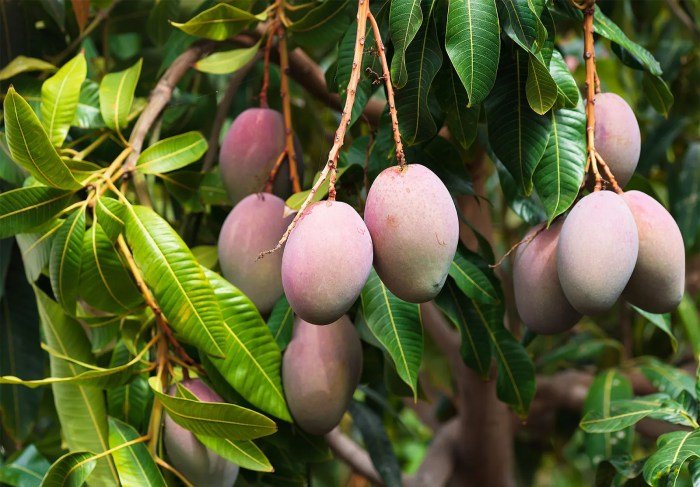 Mango fruits tree fruit mangoes plant facts description history britannica cultivation yellow