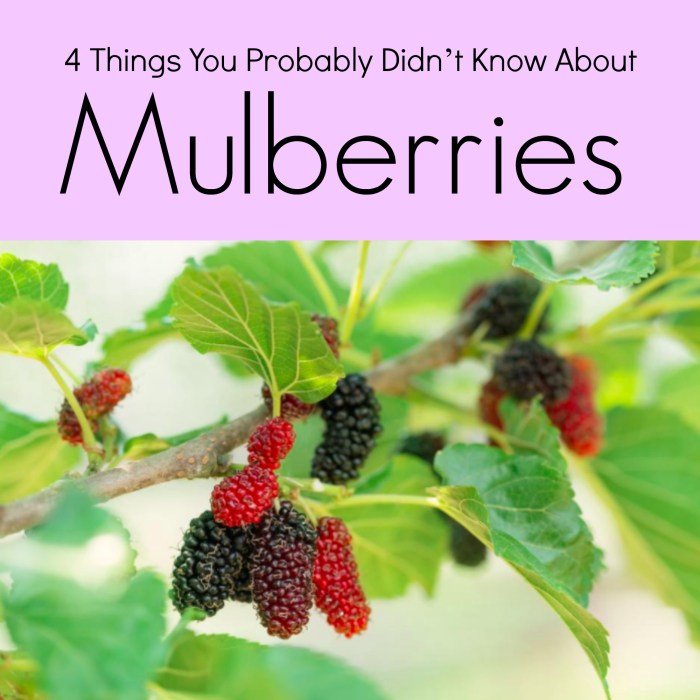 Mulberries health