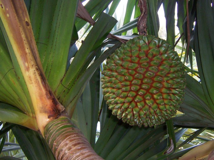 Pandanus utilis vacoa pandanaceae ehk balf elegans