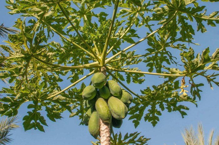 Papaya