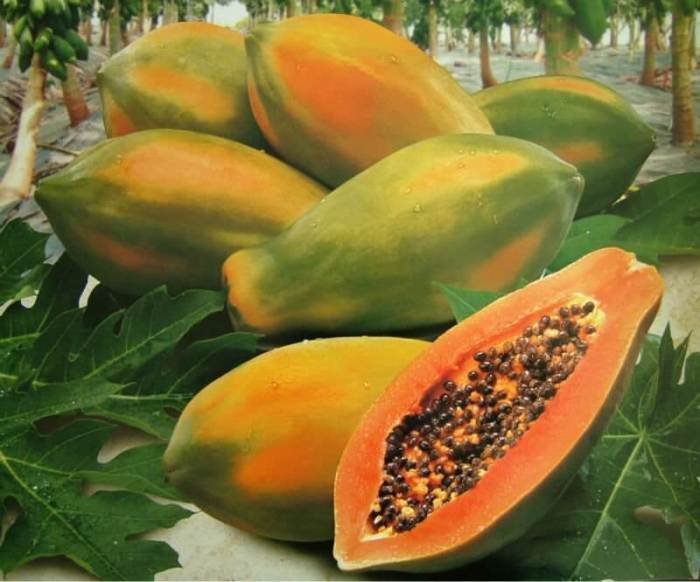 Papaya benefits health infographics fruit fruits power