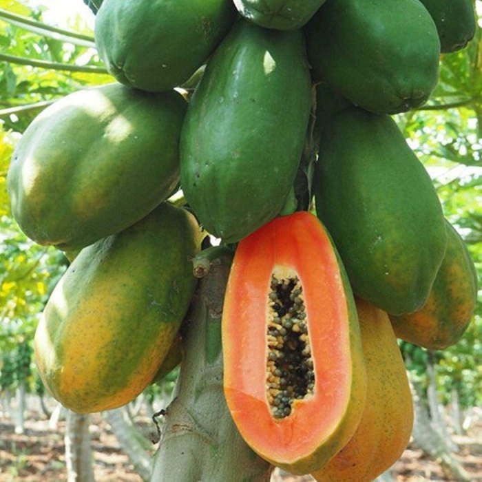 Papaya