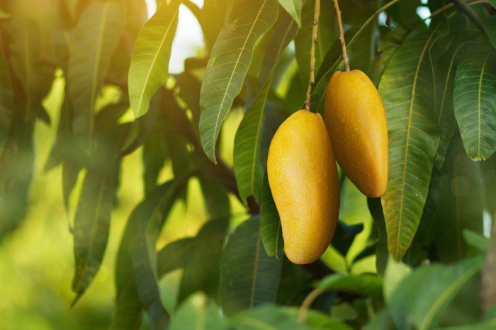 Mango dry hot trees climates growing