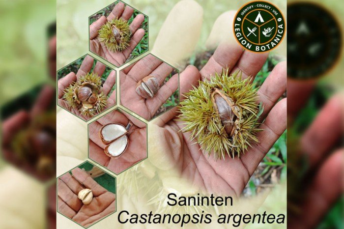 Castanopsis argentea deforestation endangered species