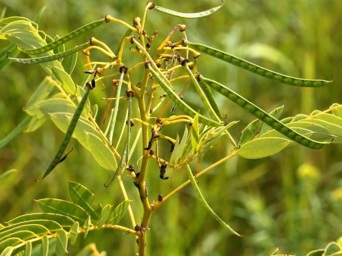 Senna herb cassia acid hyaluronic angustifolia medicinal haenselblatt gardeningknowhow erba grow selvatica