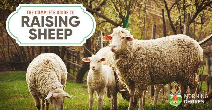 Sheep raising raise homestead complete guide