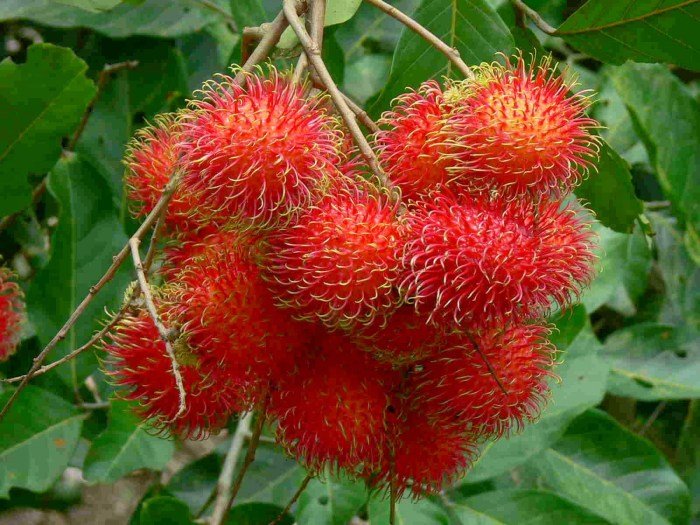 Rambutan unpeeled health