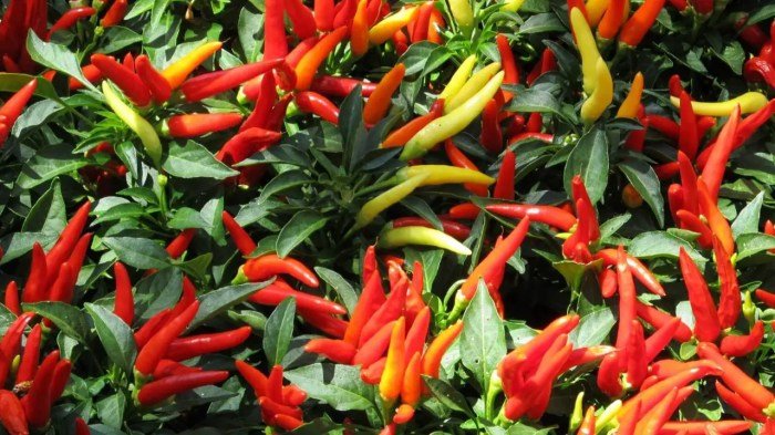 Chili growing peppers guide pepper grow plant will hot types garden chilipeppermadness shares choose board tips